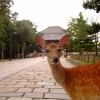 奈良に住んでるけど質問ある？