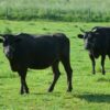 黒毛和牛生産農家だけどなんか質問ある？